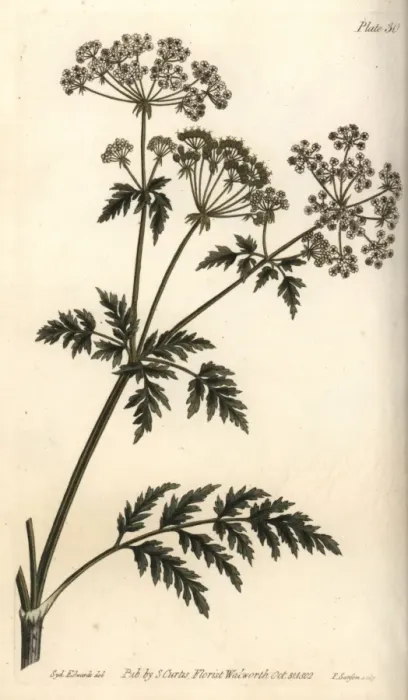 Gerahmter Druck : Conium maculatum als Hemmlöwe oder Großes Knabbergras Gerahmter Druck : Conium maculatum als Hemmlöwe oder Großes Knabbergras