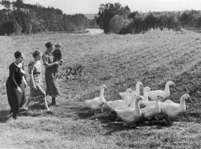 Gerahmter Druck : Schwarm von Gänsen Gerahmter Druck : Schwarm von Gänsen