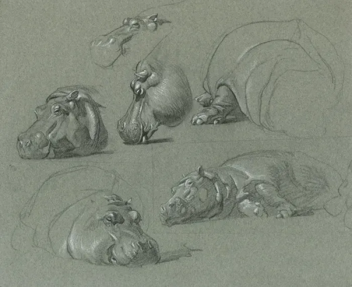 Gerahmter Druck : Hippospezifische Studien Gerahmter Druck : Hippospezifische Studien