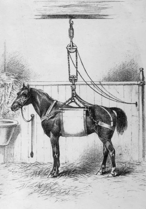 Gerahmter Druck : Pferd im Korb Gerahmter Druck : Pferd im Korb