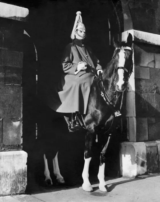 Gerahmter Druck : Horseguard Gerahmter Druck : Horseguard