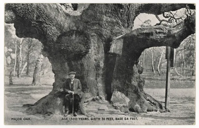 Gerahmter Druck : Großer alter Eichenbaum 1912 Gerahmter Druck : Großer alter Eichenbaum 1912