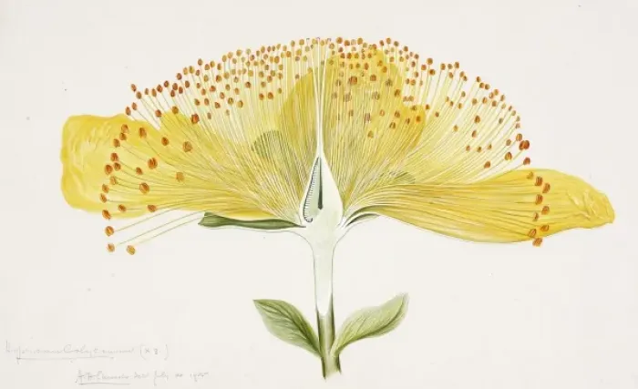 Gerahmter Druck : Hyperikum Spp., Heiligenkraut Gerahmter Druck : Hyperikum Spp., Heiligenkraut