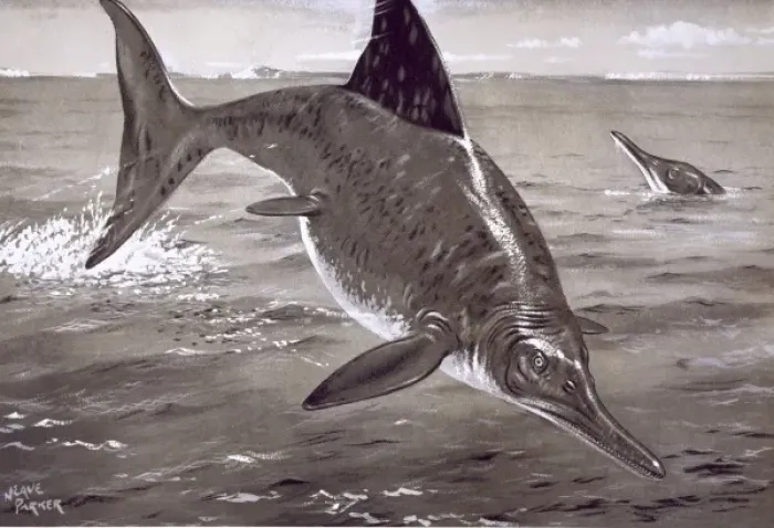 Gerahmter Druck : Ichthyosaurus Gerahmter Druck : Ichthyosaurus