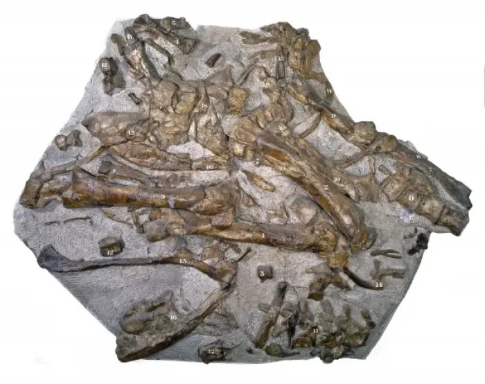 Gerahmter Druck : Iguanodonschädel Gerahmter Druck : Iguanodonschädel