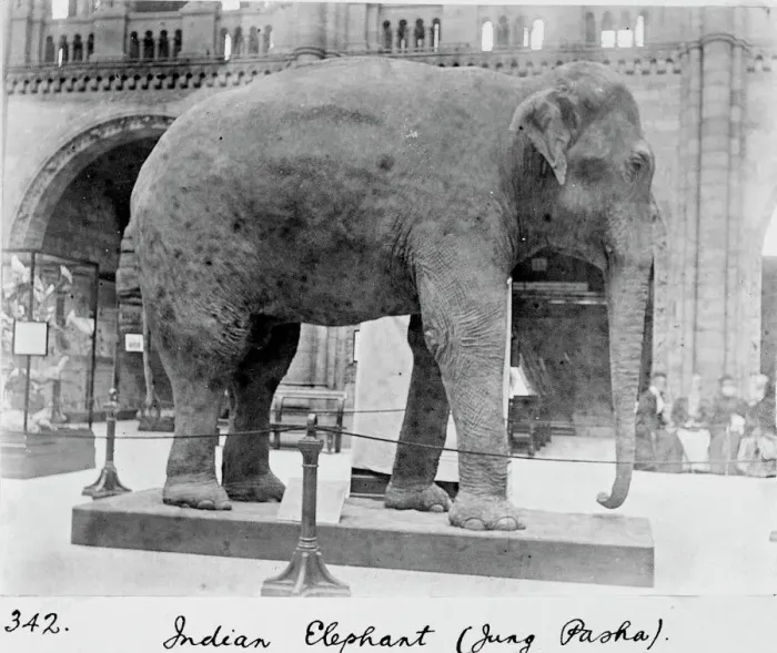 Gerahmter Druck : Indischer Elefant, um 1898 Gerahmter Druck : Indischer Elefant, um 1898