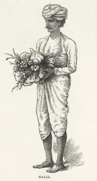 Gerahmter Druck : Indische Melli Gerahmter Druck : Indische Melli