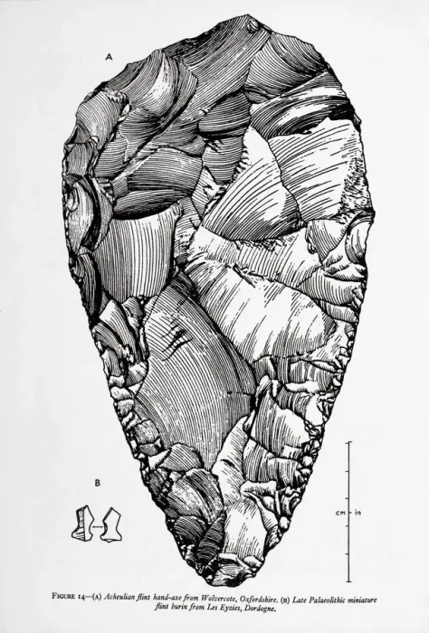 Gerahmter Druck : Flintschädel aus Acheulen von Wolvercote im Großbritannien Gerahmter Druck : Flintschädel aus Acheulen von Wolvercote im Großbritannien