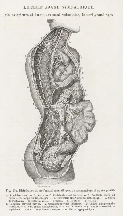Gerahmter Druck : Innere Anatomie Gerahmter Druck : Innere Anatomie