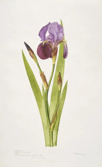 Gerahmter Druck : Irish Iris, Bartpflanze Gerahmter Druck : Irish Iris, Bartpflanze