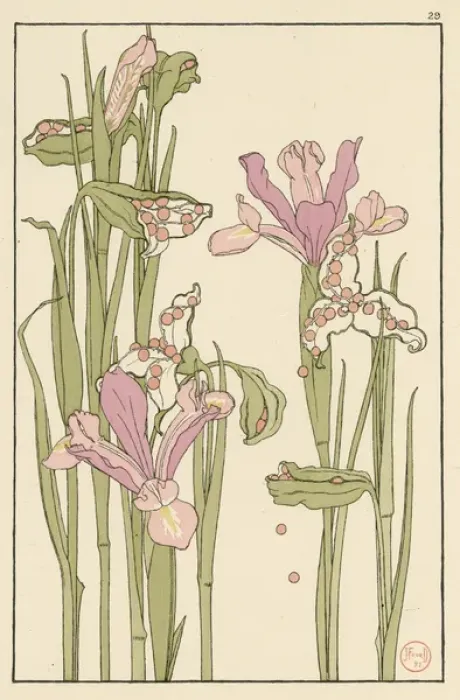 Gerahmter Druck : Iris Samenkapseln Gerahmter Druck : Iris Samenkapseln