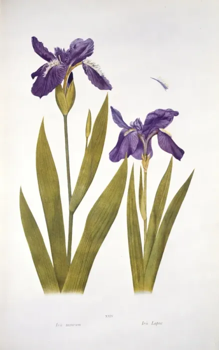 Gerahmter Druck : Irisschutzblume von Maximal, Wildirs Gerahmter Druck : Irisschutzblume von Maximal, Wildirs