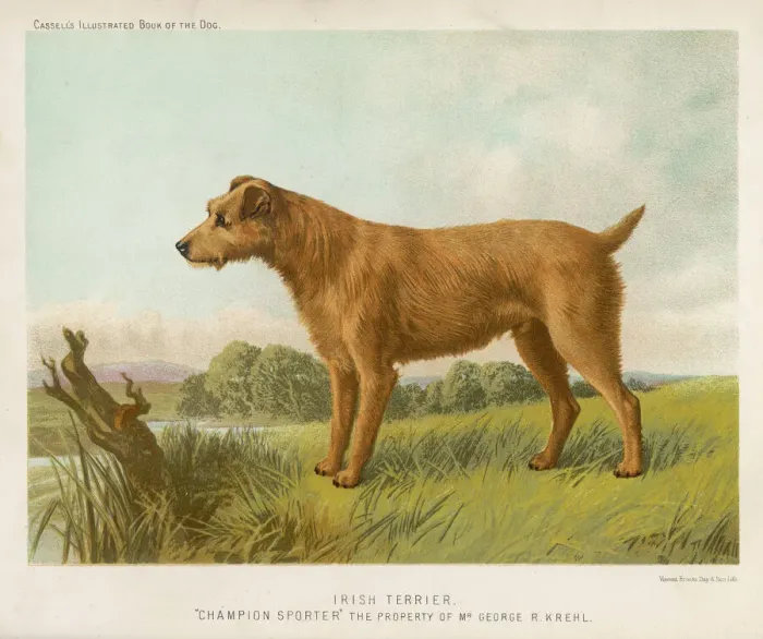 Gerahmter Druck : irischer Terrier Shaw