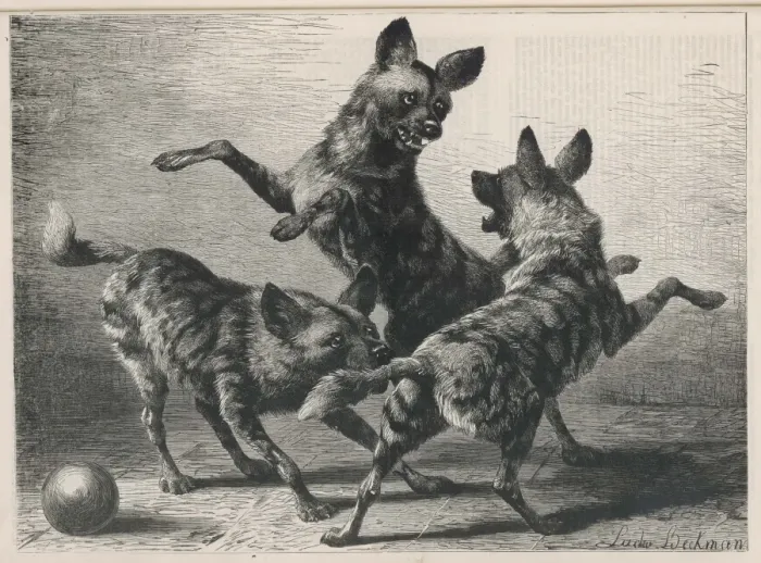 Gerahmter Druck : Wölfe spielen 1879 Gerahmter Druck : Wölfe spielen 1879