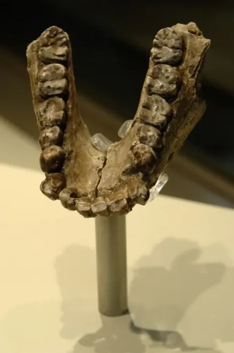 Gerahmter Druck : Kiefer von Australopithecus anamensis Gerahmter Druck : Kiefer von Australopithecus anamensis
