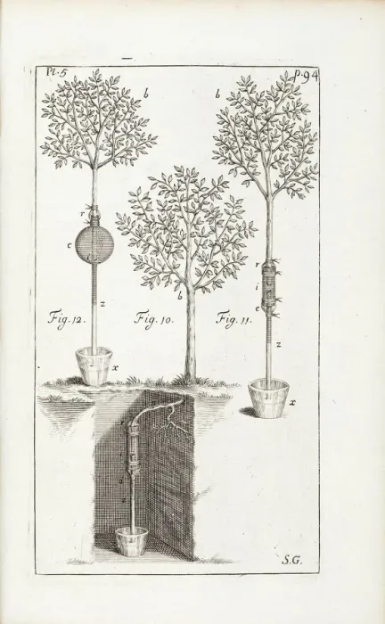 Gerahmter Druck : Versuch am Apfelbaum