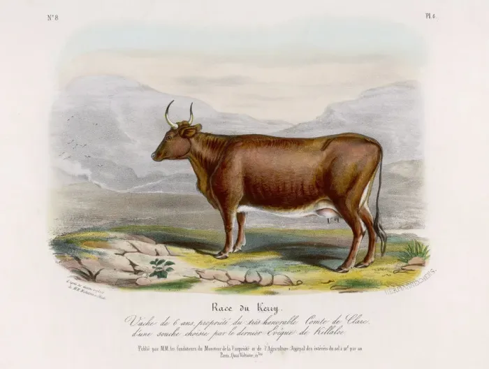 Gerahmter Druck : KERRY COW. Ein 6-jähriger Kerry-Rind, der Eigentum des Earls of Clare Gerahmter Druck : KERRY COW. Ein 6-jähriger Kerry-Rind, der Eigentum des Earls of Clare