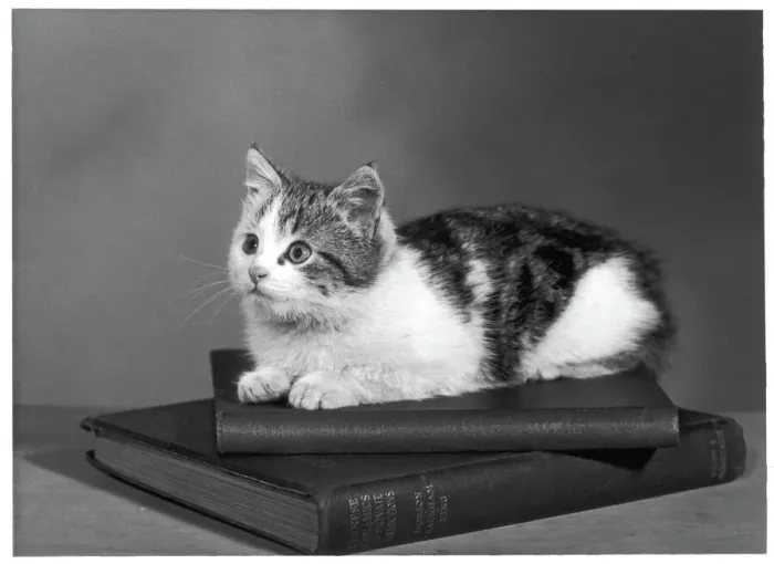 Gerahmter Druck : Katzen auf Büchern