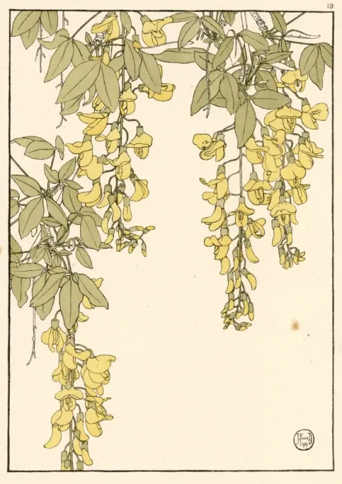 Gerahmter Druck : Laburnum. Zeremonielle Studie von Jeannie Foord, eines kleinen Baumes aus dem Laubbaum Gerahmter Druck : Laburnum. Zeremonielle Studie von Jeannie Foord, eines kleinen Baumes aus dem Laubbaum