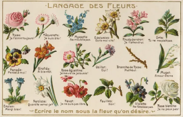 Gerahmter Druck : Die Sprache der Blumen Gerahmter Druck : Die Sprache der Blumen