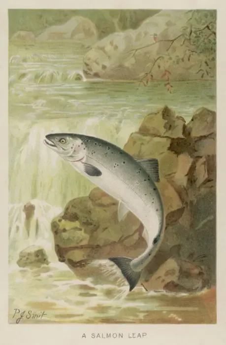 Gerahmter Druck : Sprungsalmon Gerahmter Druck : Sprungsalmon