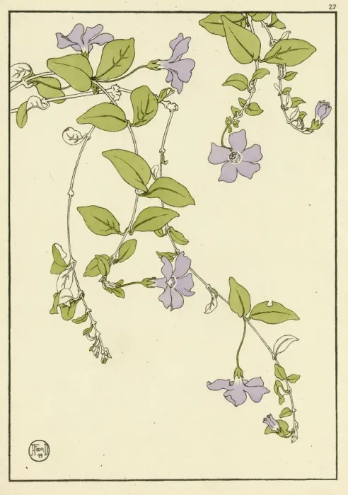 Gerahmter Druck : Kleiner Blaugrauweinblume Gerahmter Druck : Kleiner Blaugrauweinblume