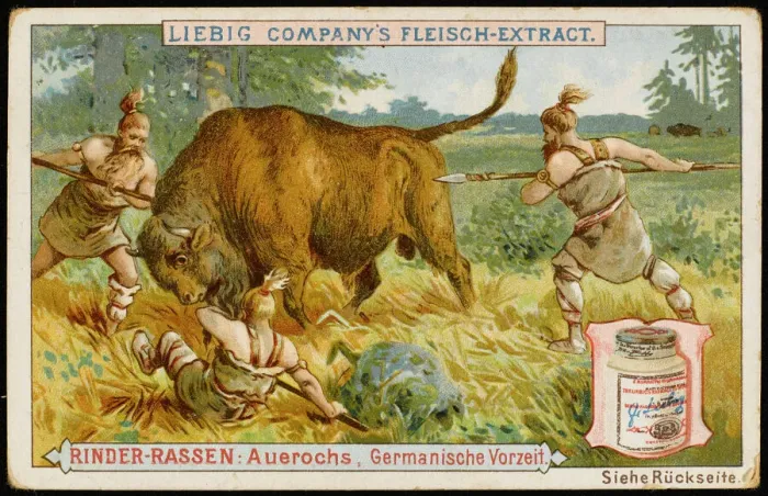Gerahmter Druck : Liebig Rind Gerahmter Druck : Liebig Rind