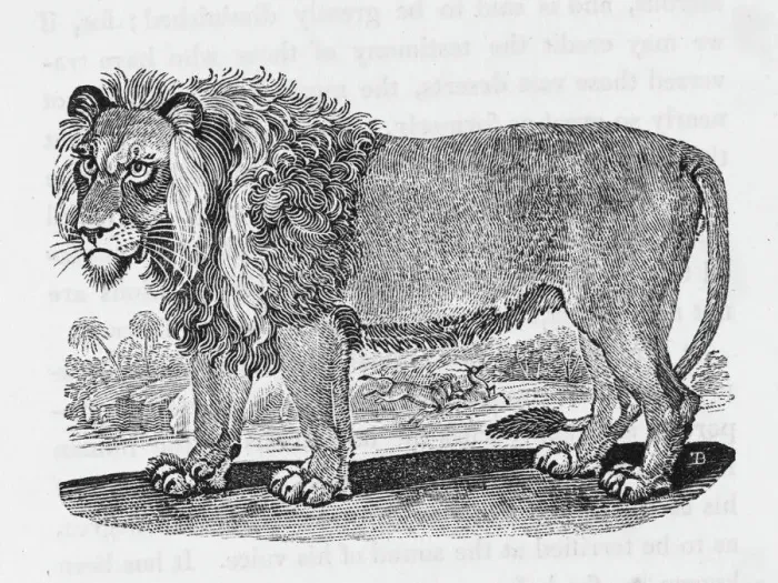 Gerahmter Druck : Löwe (Bewick)