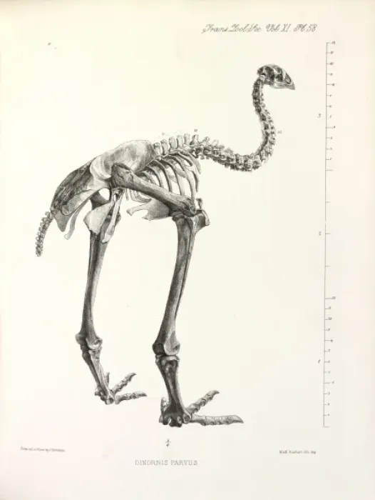 Gerahmter Druck : Klein Bush Moa Gerahmter Druck : Klein Bush Moa