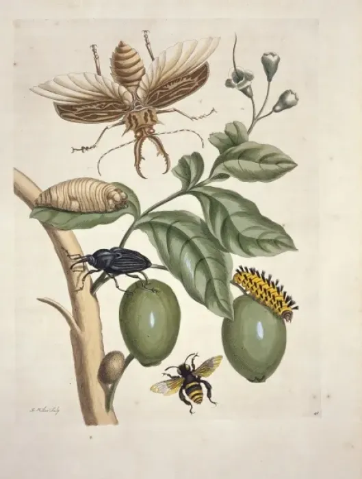 Gerahmter Druck : Stagbeetle (Lucanus cervus)