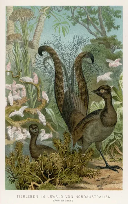 Gerahmter Druck : LYREBIRD. (Menura superba oder Menura novaehollandiae ) Wenn es darum geht Gerahmter Druck : LYREBIRD. (Menura superba oder Menura novaehollandiae ) Wenn es darum geht
