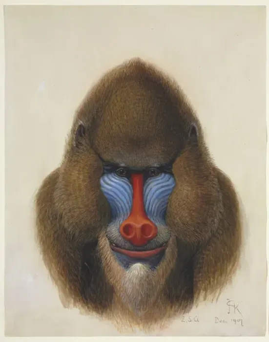 Gerahmter Druck : Mandril (Sphinx)