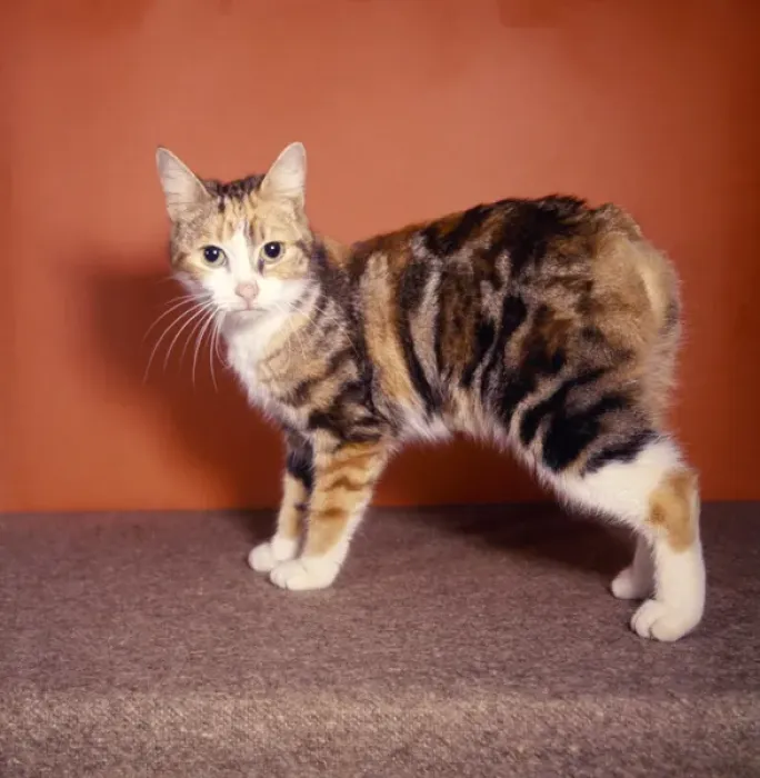 Gerahmter Druck : Mannscheinkatze Gerahmter Druck : Mannscheinkatze