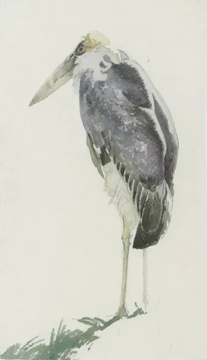 Gerahmter Druck : Weißwedelstorch Gerahmter Druck : Weißwedelstorch