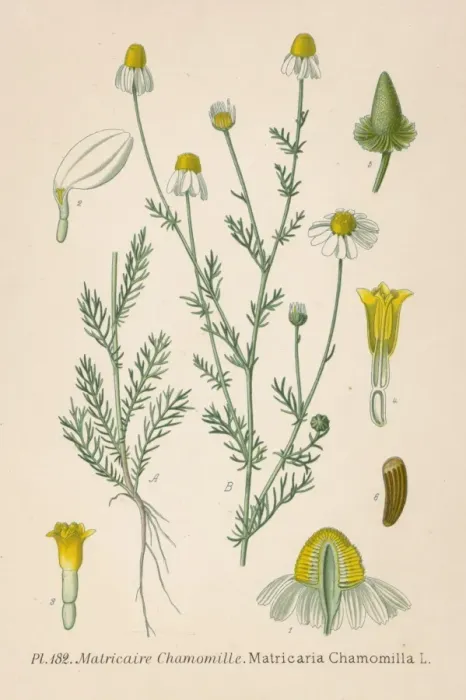 Gerahmter Druck : Matricaria chamomillae Gerahmter Druck : Matricaria chamomillae