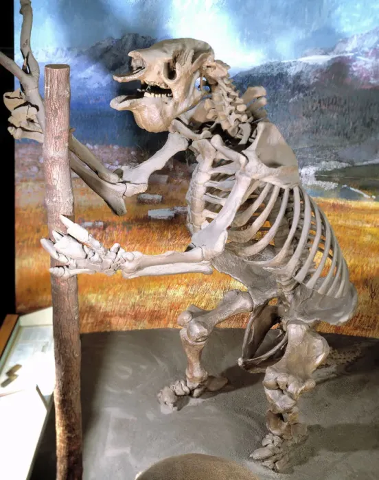 Gerahmter Druck : Riesenbodenschwein Megatherium Gerahmter Druck : Riesenbodenschwein Megatherium
