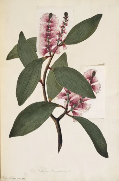 Gerahmter Druck : Melaleuca viridiflora, weinender Teebaum. Gerahmter Druck : Melaleuca viridiflora, weinender Teebaum.