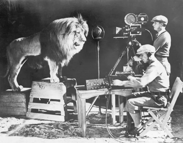 Gerahmter Druck : MGM LION. Aufnahmen von Leos Löwens berühmter Knurren für die MGM-Studios Gerahmter Druck : MGM LION. Aufnahmen von Leos Löwens berühmter Knurren für die MGM-Studios