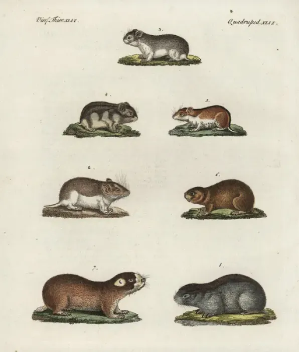 Gerahmter Druck : Mausen, Hamster und Maulwesen Gerahmter Druck : Mausen, Hamster und Maulwesen