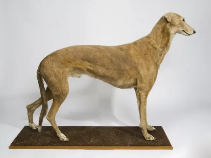 Gerahmter Druck : Mick der Müller, Dachshund Gerahmter Druck : Mick der Müller, Dachshund