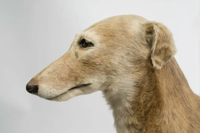 Gerahmter Druck : Mick der Müller, Dachshund Gerahmter Druck : Mick der Müller, Dachshund