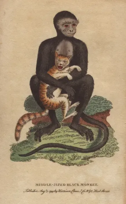 Gerahmter Druck : Mittelgroßer schwarzer Langur oder Maureschafthuhn (Cercopithecus maurus) Gerahmter Druck : Mittelgroßer schwarzer Langur oder Maureschafthuhn (Cercopithecus maurus)