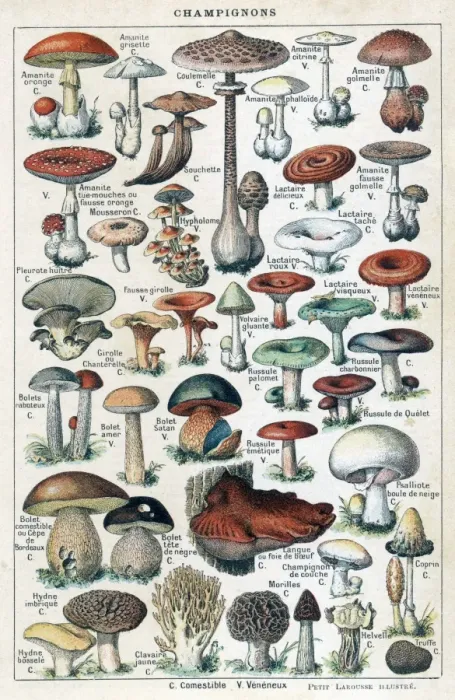 Gerahmter Druck : Röhren der Larousse aus dem Jahr 1913 Gerahmter Druck : Röhren der Larousse aus dem Jahr 1913
