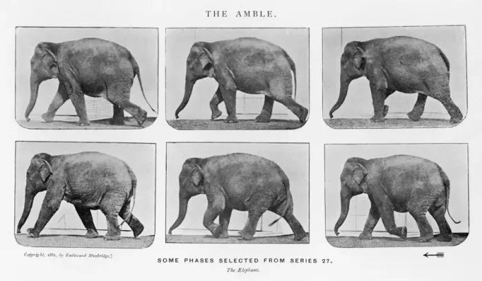 Gerahmter Druck : Muybridge - Elefant Gerahmter Druck : Muybridge - Elefant
