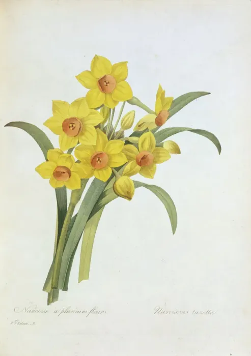 Gerahmter Druck : Die Tazettenduftblume und die Düftende Tulpe oder auch einfach nur Tazetta Gerahmter Druck : Die Tazettenduftblume und die Düftende Tulpe oder auch einfach nur Tazetta