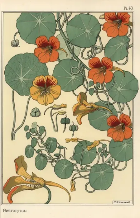 Gerahmter Druck : Botanische Studie des Nasturtiums Gerahmter Druck : Botanische Studie des Nasturtiums