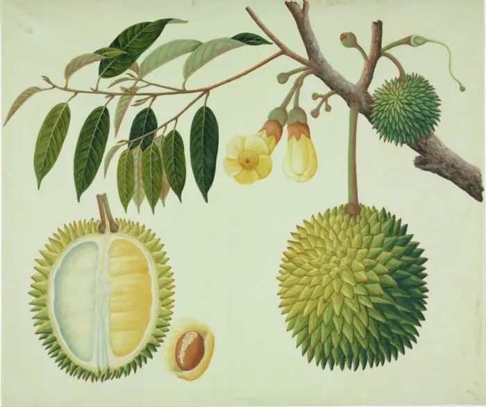 Gerahmter Druck : Durios Zibethinus, Durienobst