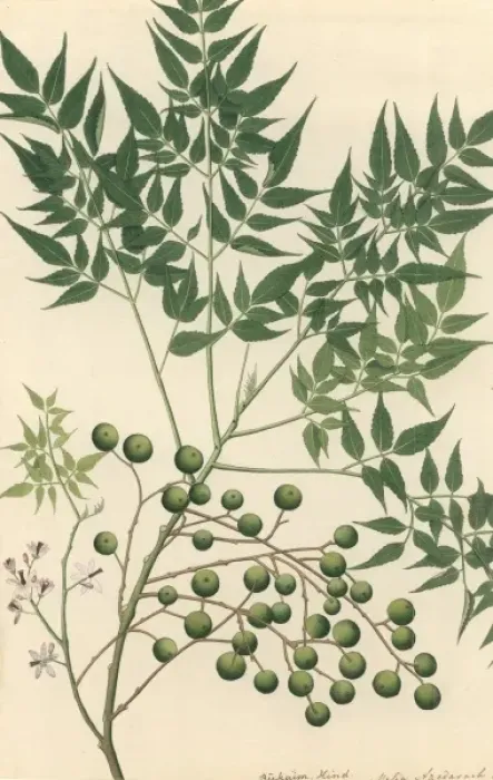 Gerahmter Druck : Baum des Neems Gerahmter Druck : Baum des Neems
