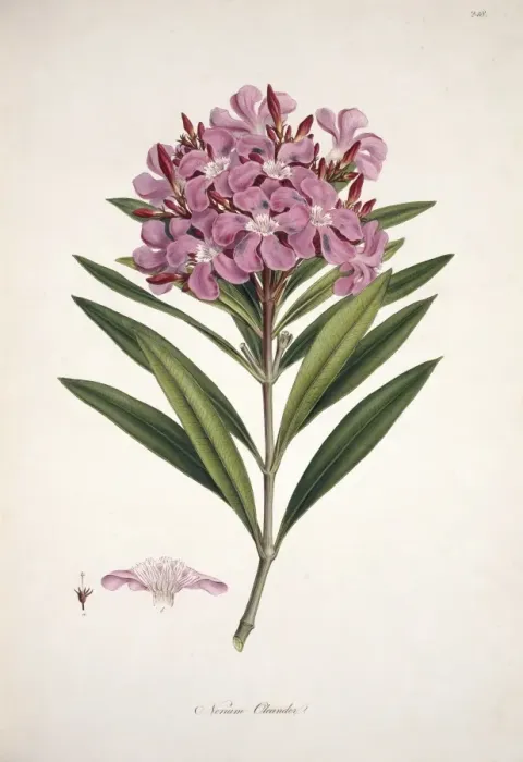 Gerahmter Druck : Oleandern (Nerium oleander) Gerahmter Druck : Oleandern (Nerium oleander)