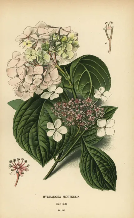 Gerahmter Druck : Großblätter-Hydrangie, Hydrangea macrophylla Gerahmter Druck : Großblätter-Hydrangie, Hydrangea macrophylla